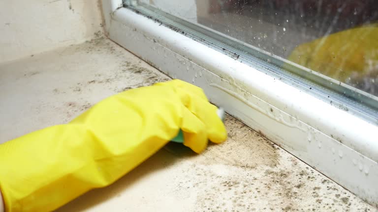 Best Biohazard Mold Removal  in Tri Lakes, IN